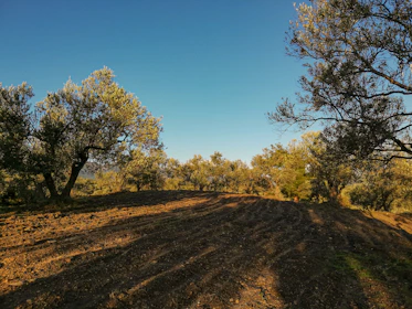 Agricultural expert advising farmers near olive trees in a sunny Moroccan orchard.