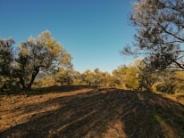 High-tech olive grove with drones monitoring the trees under a clear blue sky.