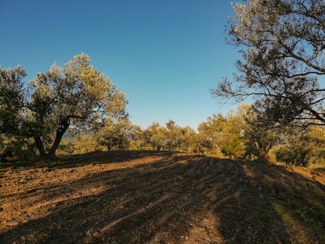 An olive grove with rows of neatly plowed earth is surrounded by trees on a sunny day. The sky is clear and blue, casting long shadows across the ground.