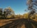 An olive grove with rows of neatly plowed earth is surrounded by trees on a sunny day. The sky is clear and blue, casting long shadows across the ground.