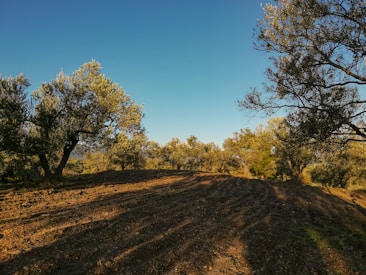 An olive grove with rows of neatly plowed earth is surrounded by trees on a sunny day. The sky is clear and blue, casting long shadows across the ground.