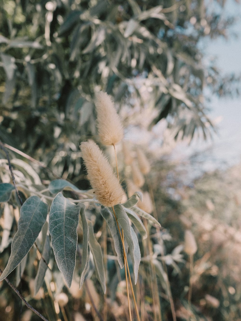 a close up of a plant with leaves