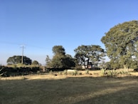 Wide shot of a cleared land parcel bordered by native Texas trees.