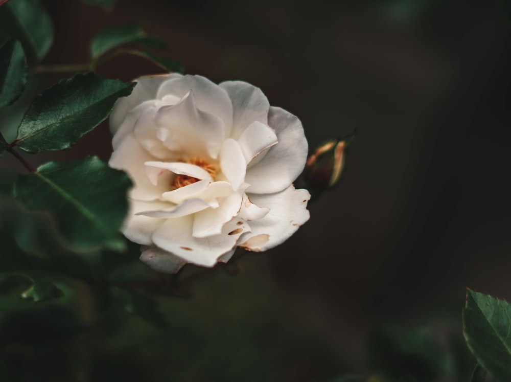 a white rose with green leaves on a branch