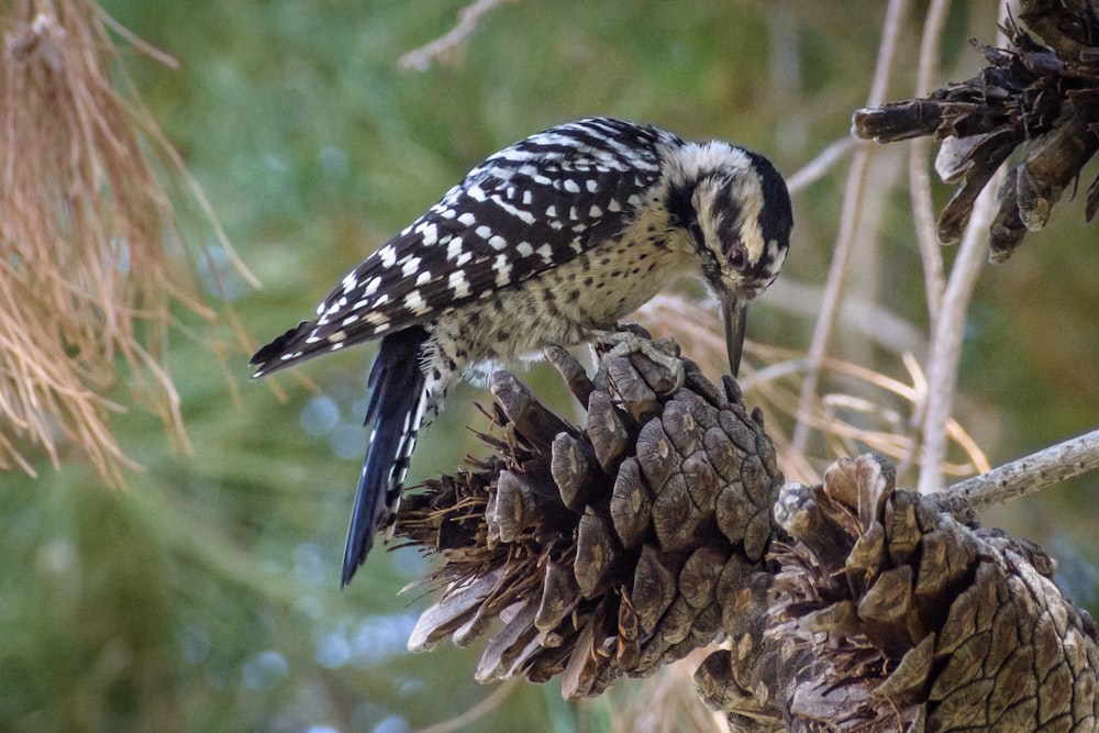 Un pequeño pájaro encaramado en la cima de un cono de pino