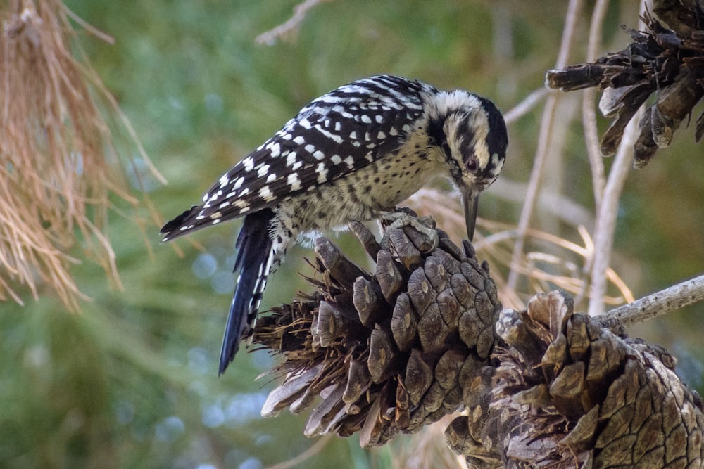 a small bird perched on top of a pine cone