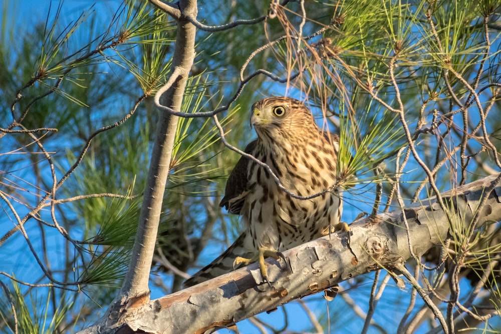 a bird perched on a branch of a pine tree