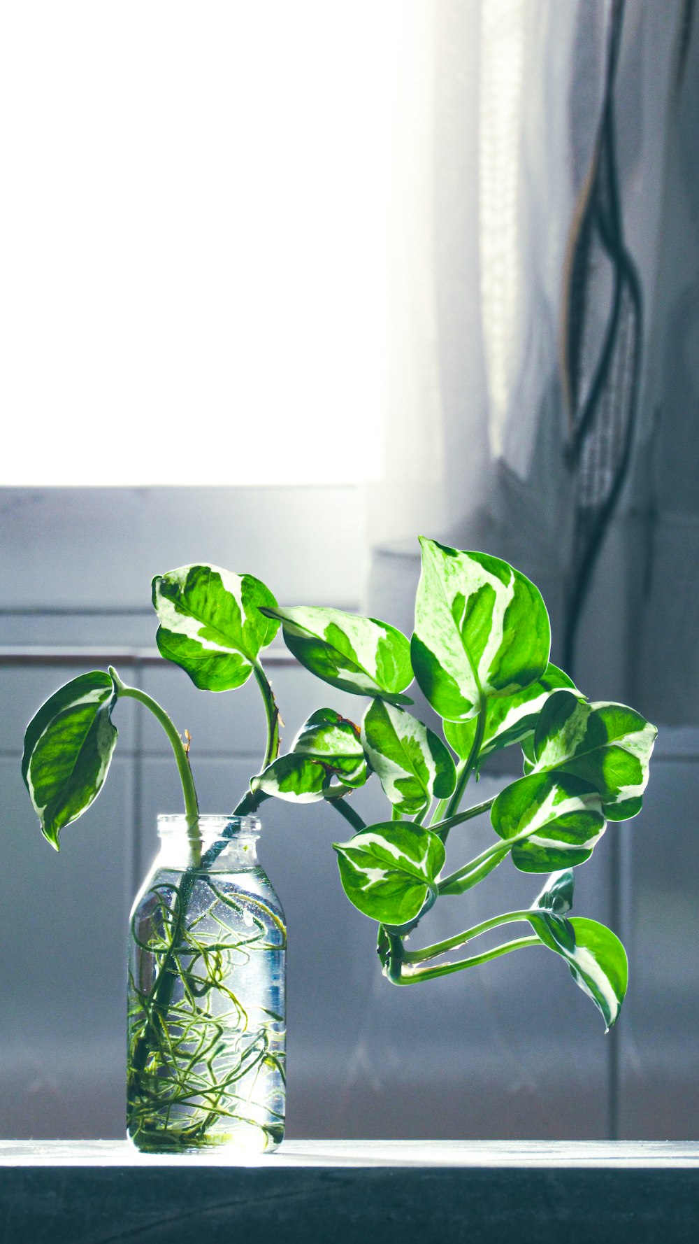 a glass vase with a plant inside of it