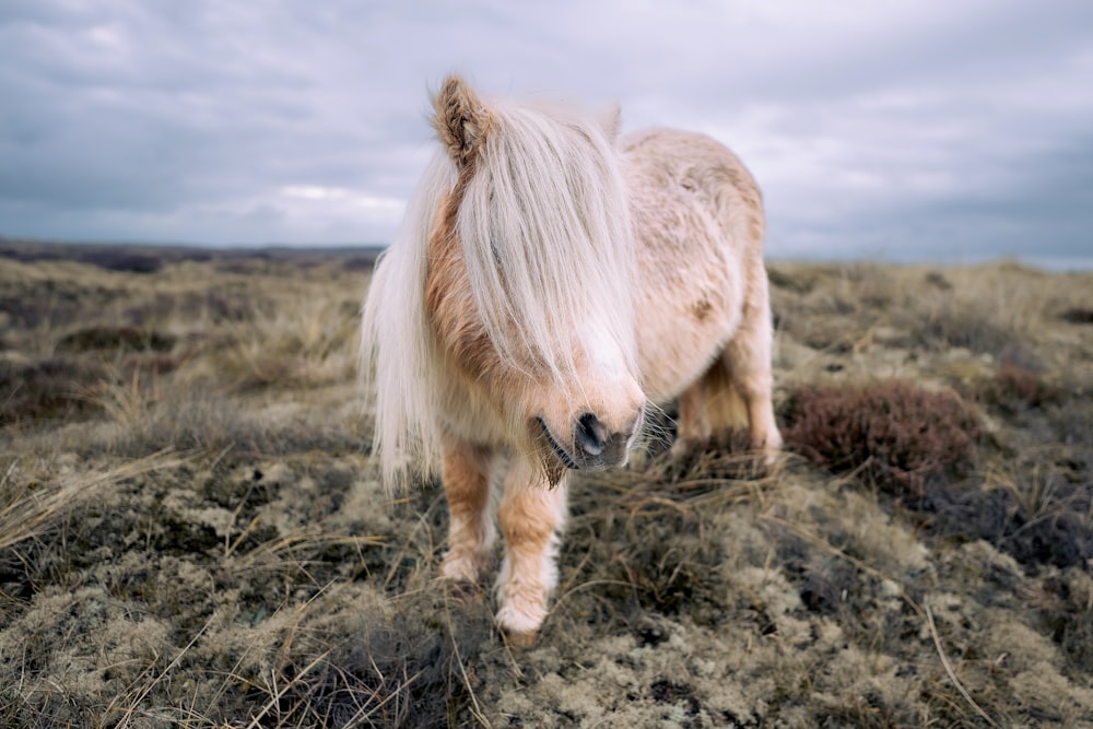 a small horse standing on top of a dry grass covered field