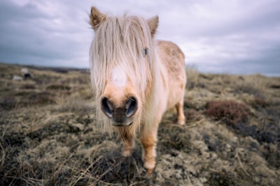 a brown and white horse standing on top of a grass covered field