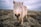 A small pony with long, shaggy hair covering its eyes stands in a rugged, natural landscape. The sky is overcast, creating a soft, muted atmosphere. The pony's coat appears light brown, blending with the earthy tones of the surroundings.
