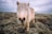 A small pony with long, shaggy hair covering its eyes stands in a rugged, natural landscape. The sky is overcast, creating a soft, muted atmosphere. The pony's coat appears light brown, blending with the earthy tones of the surroundings.
