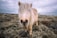 A small pony with long, shaggy hair covering its eyes stands in a rugged, natural landscape. The sky is overcast, creating a soft, muted atmosphere. The pony's coat appears light brown, blending with the earthy tones of the surroundings.