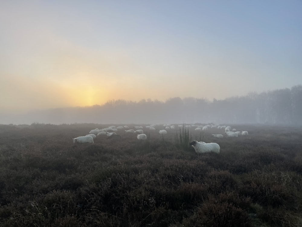 a herd of sheep standing on top of a grass covered field