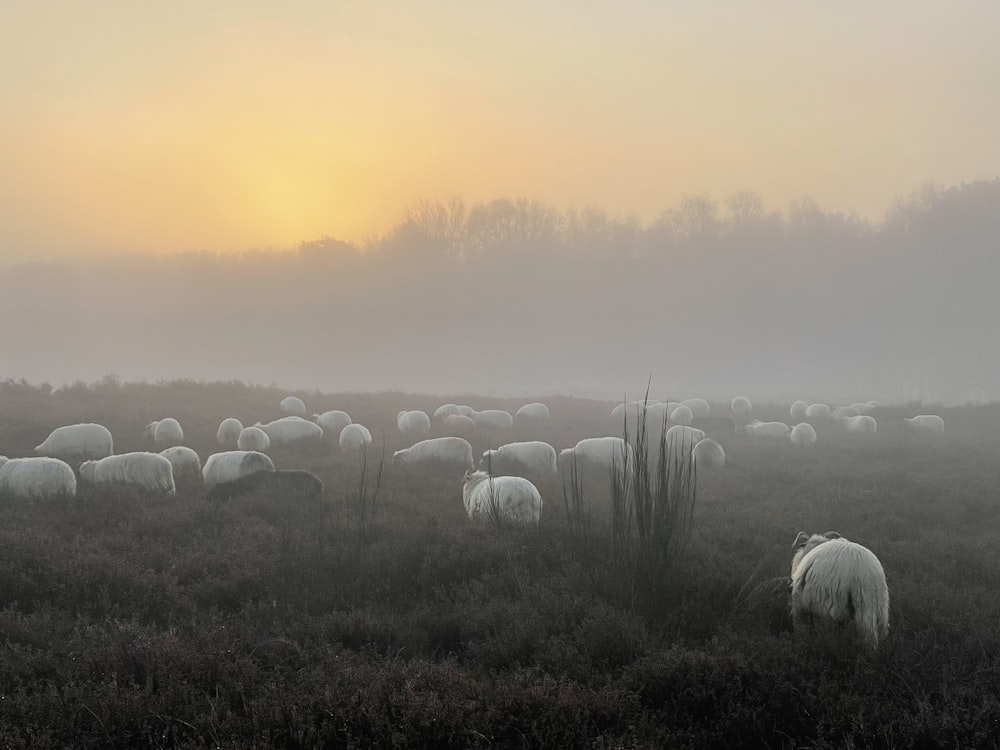 a herd of sheep grazing on a lush green field