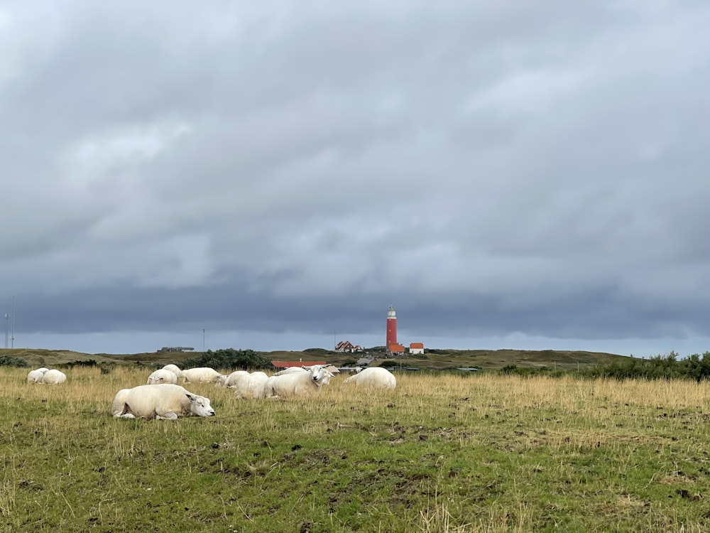 a herd of sheep grazing on a lush green field