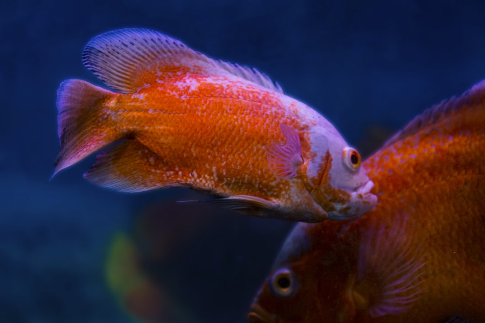 a close up of a fish in an aquarium