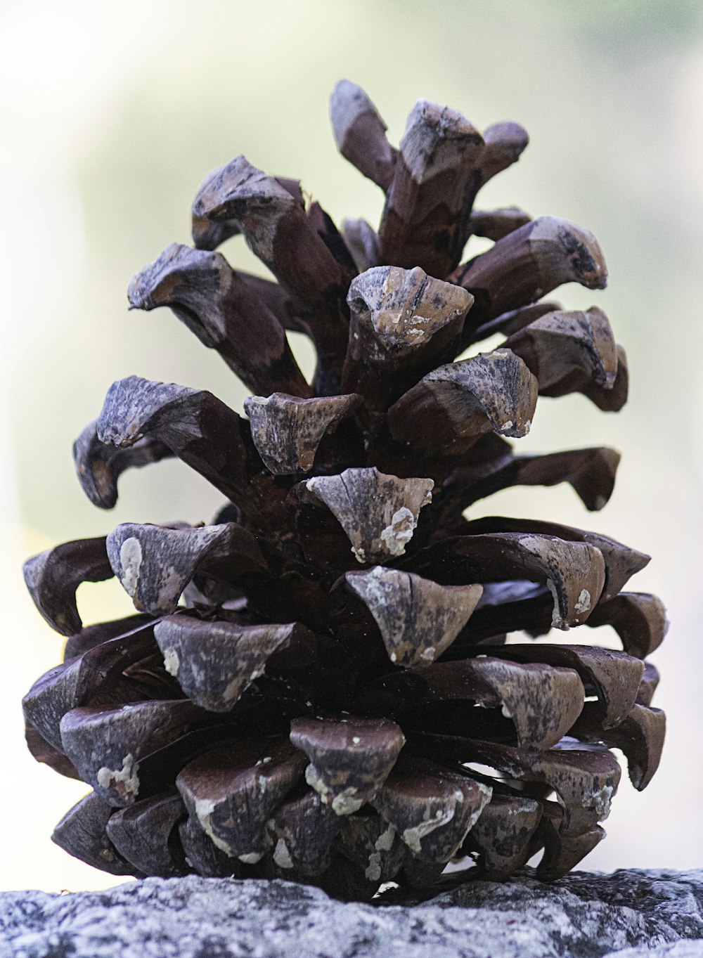 a close up of a pine cone on a rock