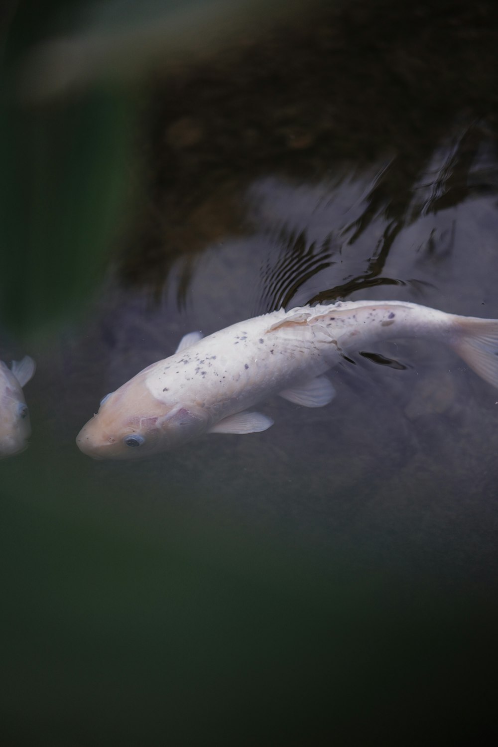 a couple of white fish swimming in a pond