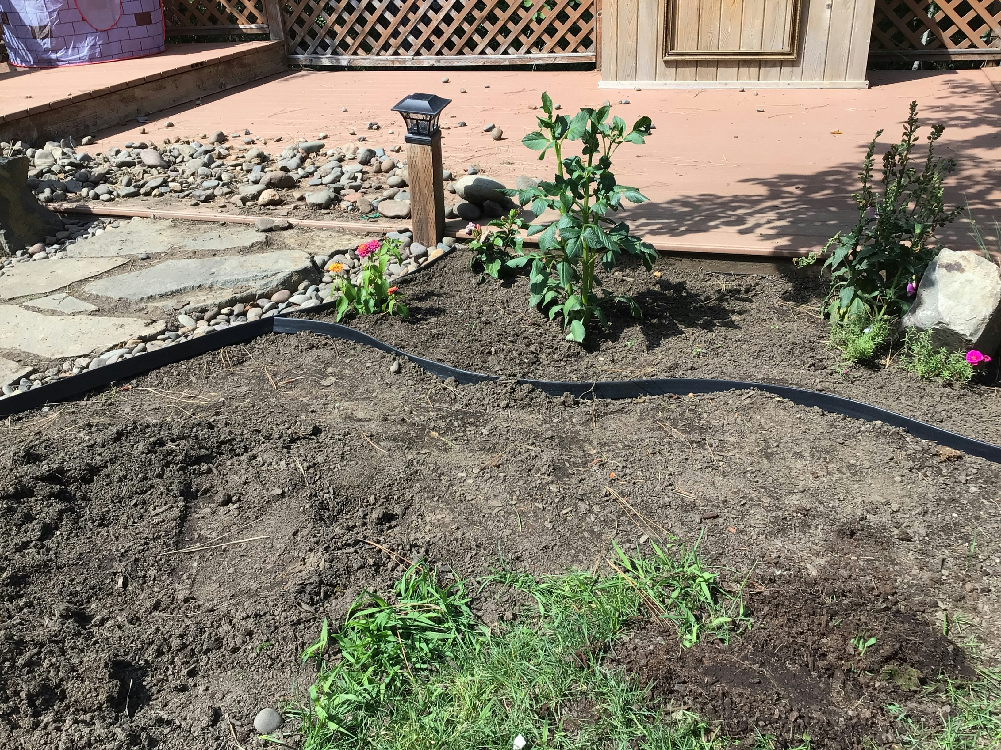 Freshly installed planting bed with green shrubs and dark mulch in residential front yard