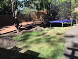 A backyard scene featuring a grassy area with a tree. A blue trampoline is placed on the grass near a wooden lattice fence. The ground includes some dirt mounds, and there is a stone pathway leading through the area. Sunlight casts shadows across the scene, suggesting a bright, sunny day.