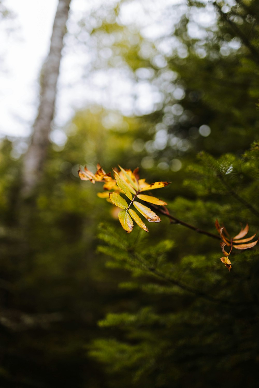a yellow flower on a tree branch in a forest