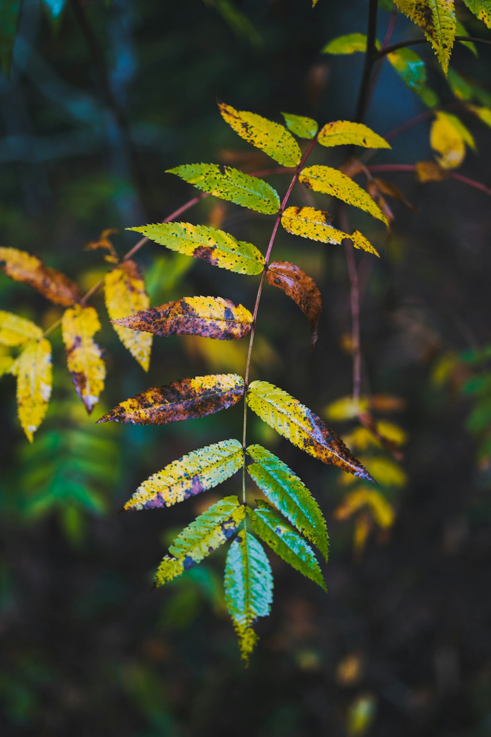 a close up of a tree branch with leaves