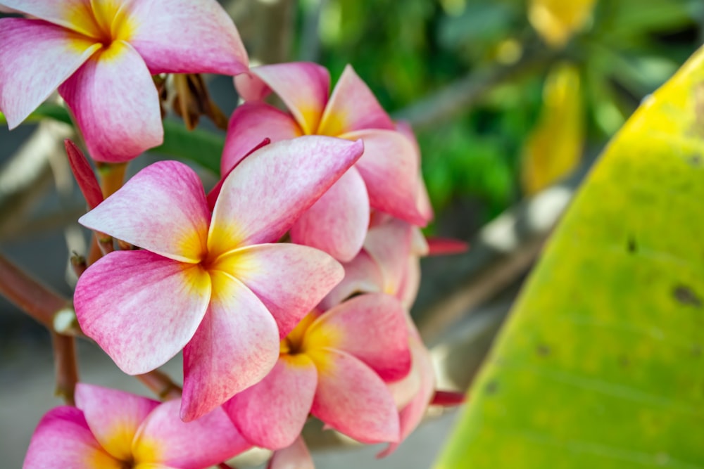 a bunch of pink and yellow flowers on a tree