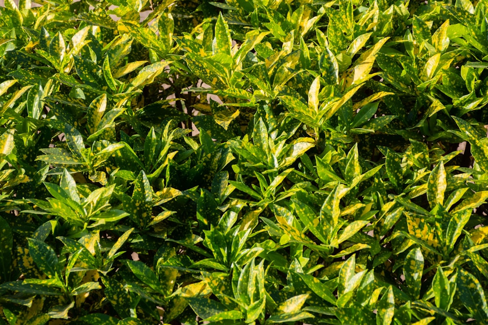 a close up of a bush with green leaves