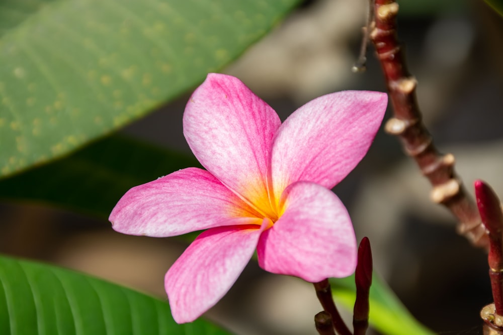 a pink flower with a yellow center on a plant