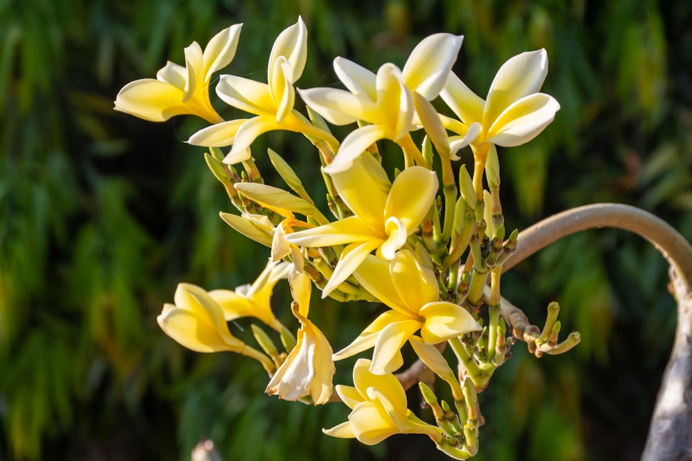 a close up of a yellow flower on a plant