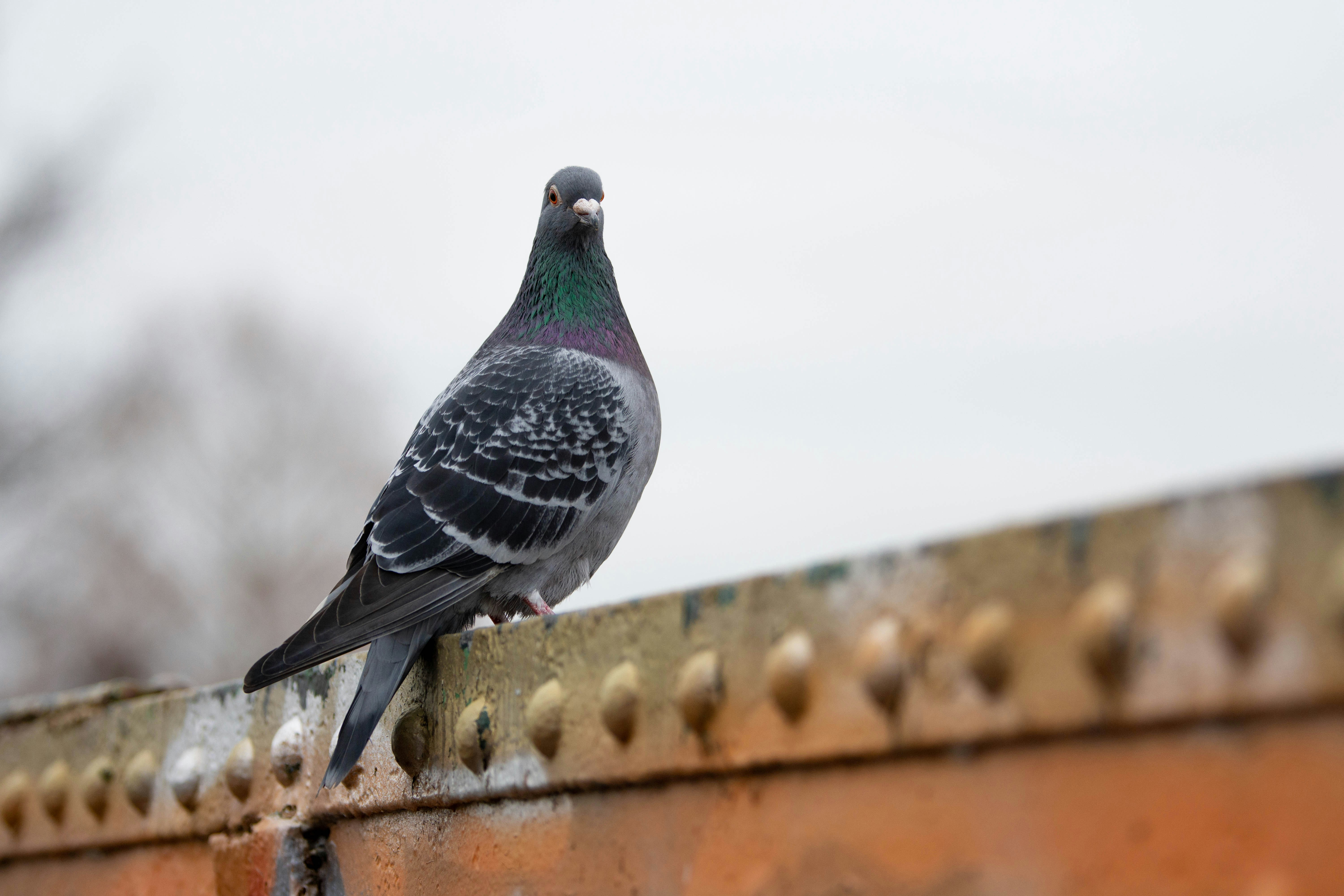 Photo by maplerockdesign