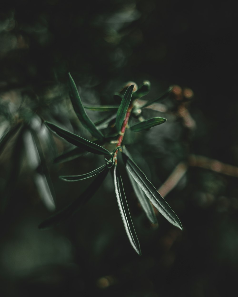 a close up of an olive plant with green leaves
