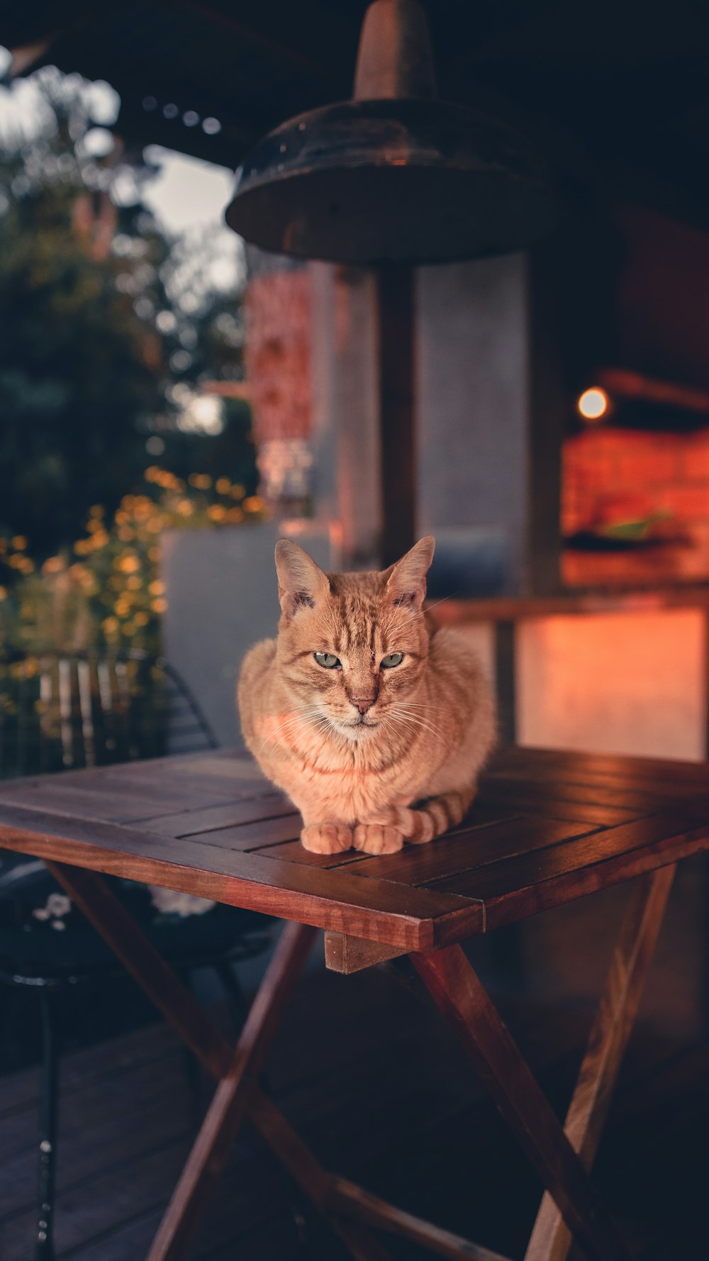 a cat sitting on top of a wooden table