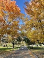 A scenic shot of a campus pathway lined with trees in autumn.