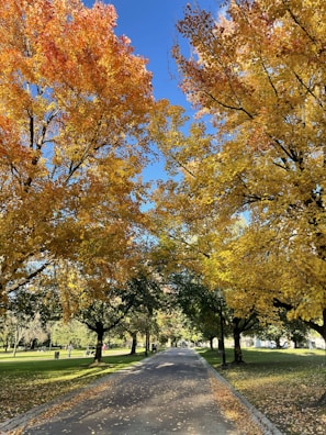 A scenic shot of a campus pathway lined with trees in autumn.