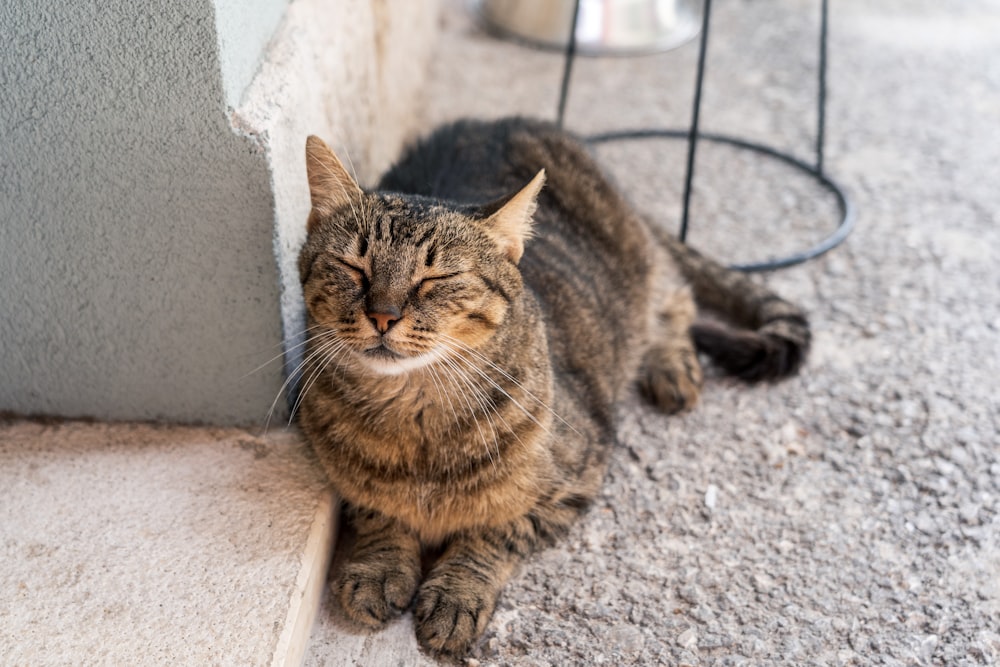 a cat laying on the ground next to a wall