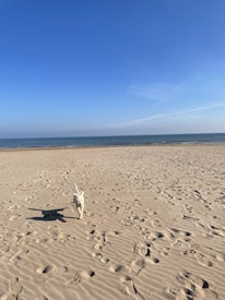 A sandy beach stretches out towards a calm ocean under a clear blue sky. In the foreground, a small white dog joyfully runs across the sand, leaving a trail of paw prints. The scene conveys a tranquil and carefree atmosphere, with the vast ocean horizon visible in the background.
