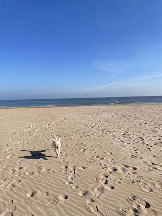 A sandy beach stretches out towards a calm ocean under a clear blue sky. In the foreground, a small white dog joyfully runs across the sand, leaving a trail of paw prints. The scene conveys a tranquil and carefree atmosphere, with the vast ocean horizon visible in the background.