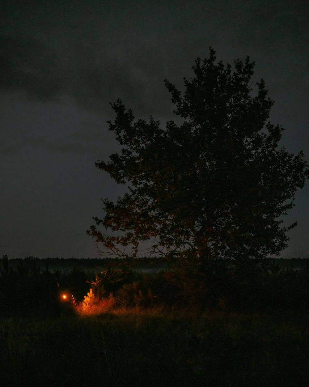 a tree in a field at night with a light shining on it