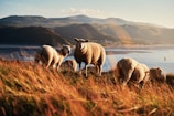 A group of sheep grazing peacefully on a green hillside under a clear blue sky.
