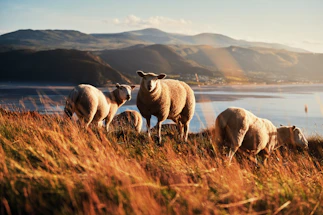 a herd of sheep standing on top of a grass covered hillside