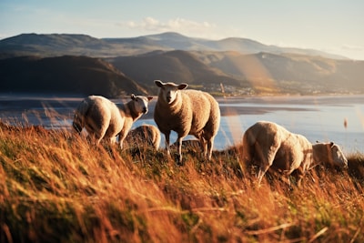 A group of sheep grazing peacefully on a green hillside under a clear blue sky.