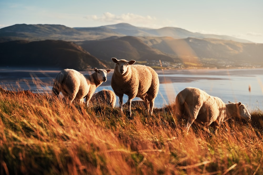 a herd of sheep standing on top of a grass covered hillside