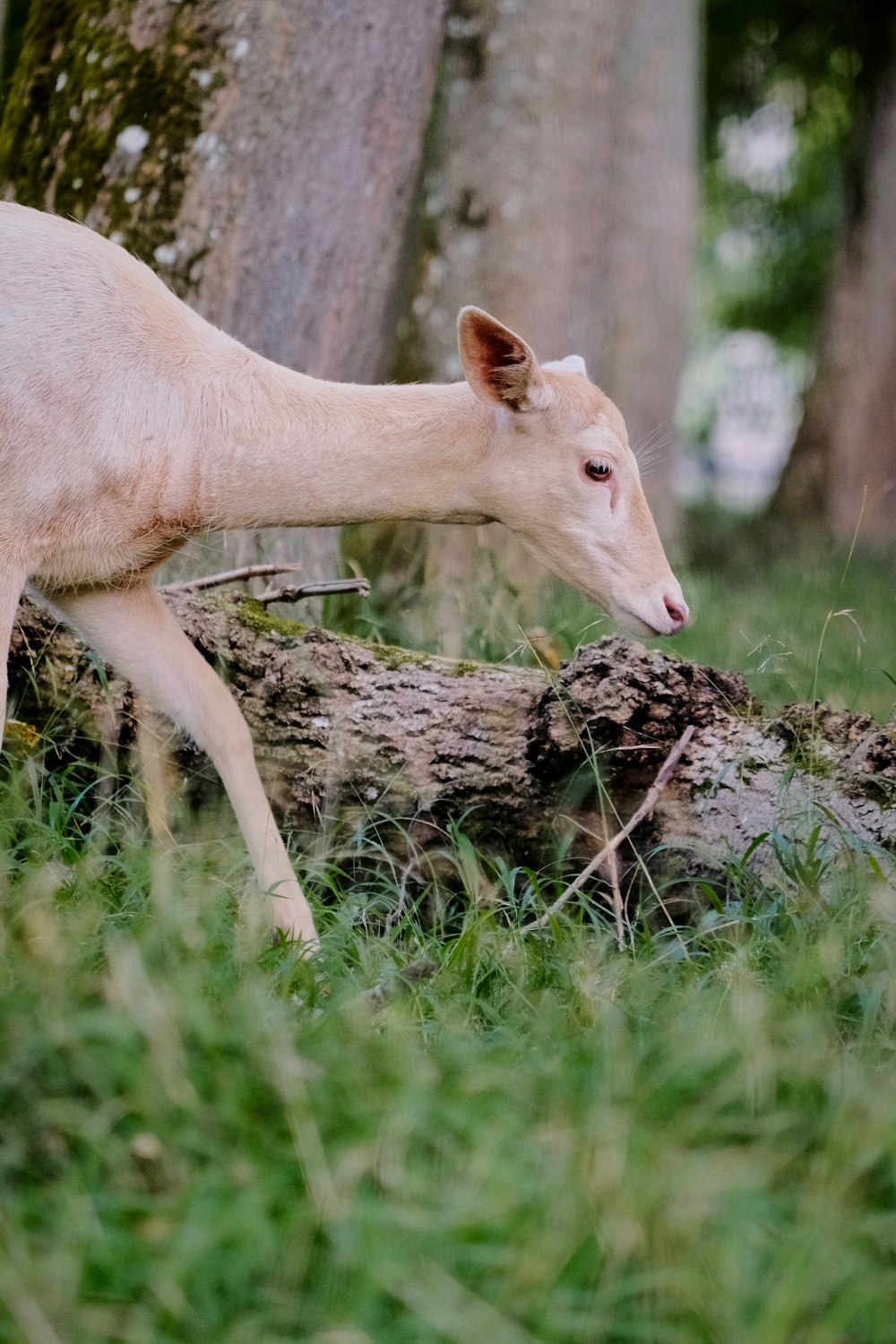 a small goat standing next to a fallen tree