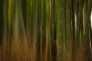 Green Bamboo Stalks