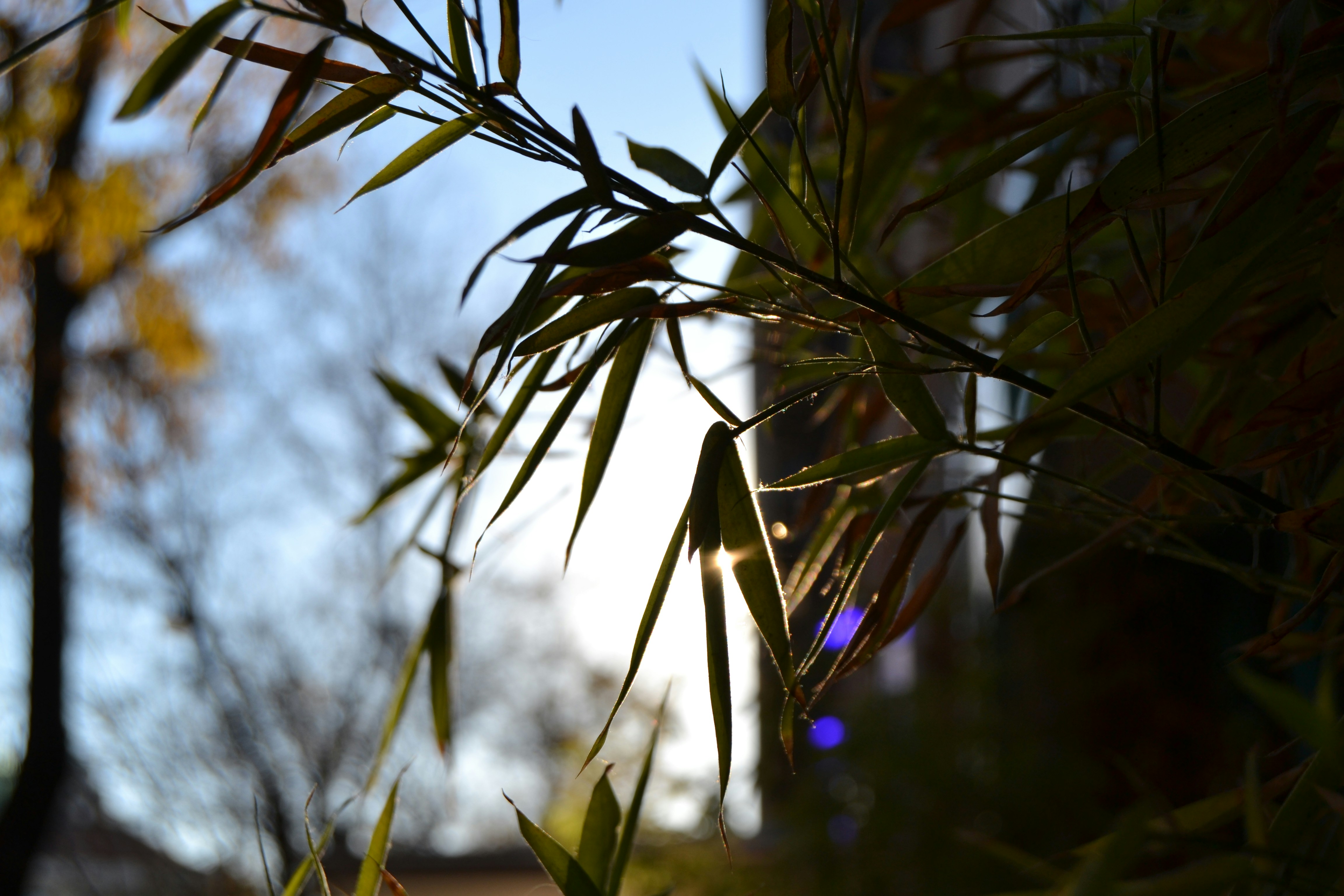 Natural Bamboo Frame