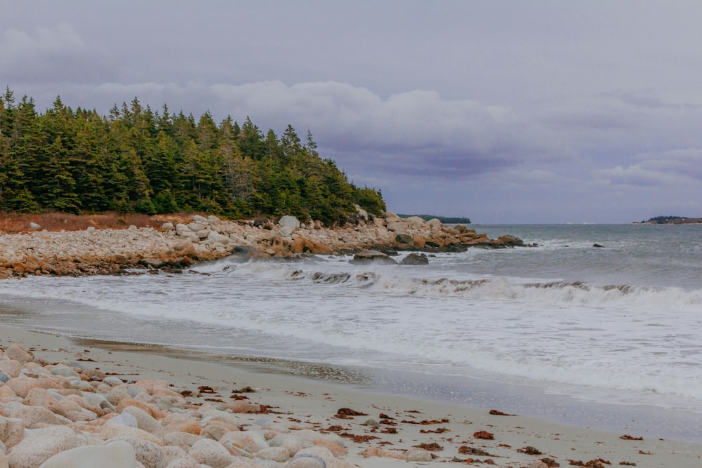 a rocky beach with trees in the background