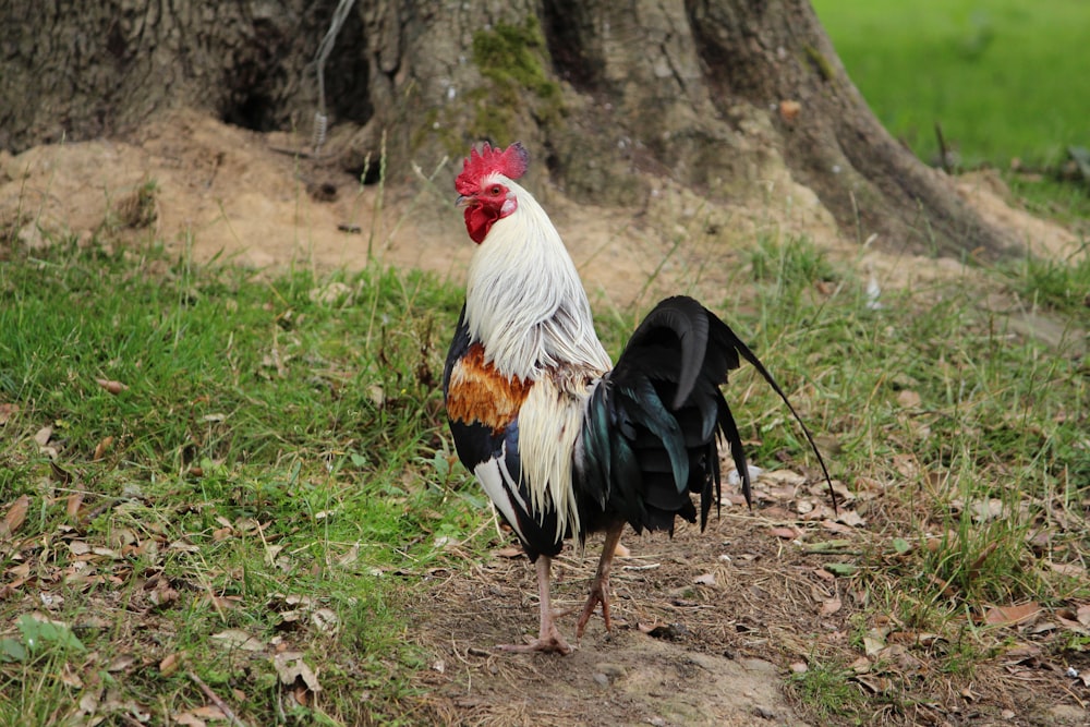 a rooster standing in the grass next to a tree