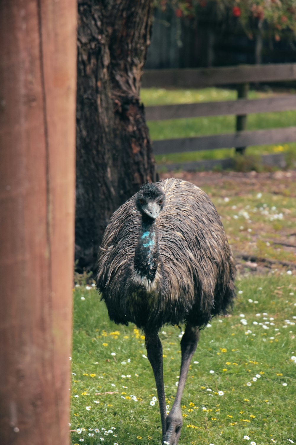an ostrich standing in the grass next to a tree